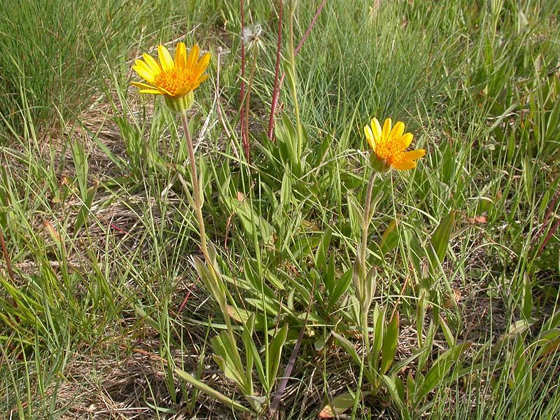 By Matt Lavin from Bozeman, Montana, USA - Arnica sororiaUploaded by Jacopo Werther, CC BY-SA 2.0, https://commons.wikimedia.org/w/index.php?curid=25138699
